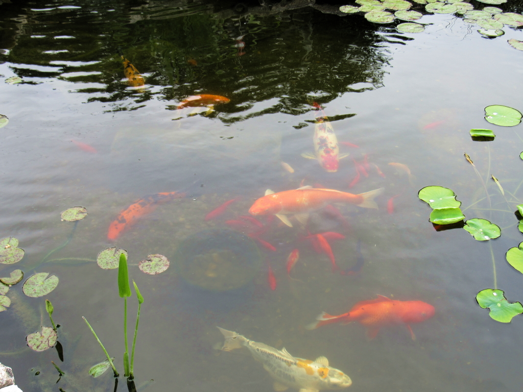 Name:  pond-fish.jpg
Views: 24282
Size:  648.7 KB