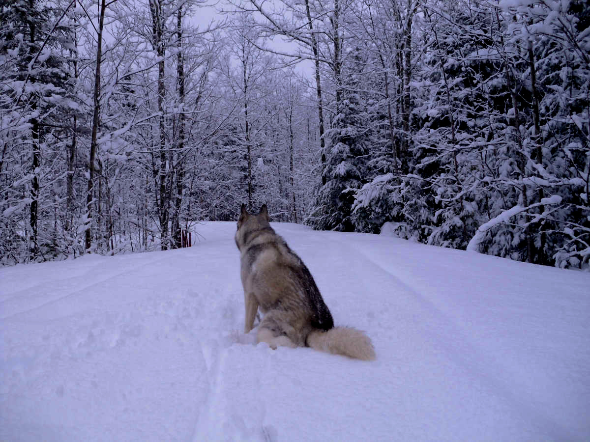 Name:  Snow dog. (1).jpg
Views: 2325
Size:  424.9 KB