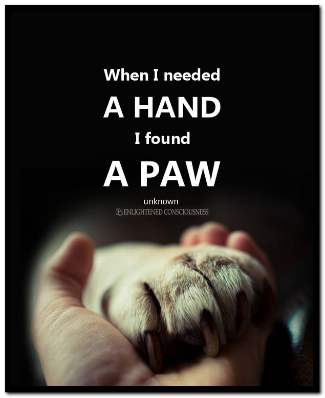 Name:  A paw..jpg
Views: 976
Size:  60.2 KB