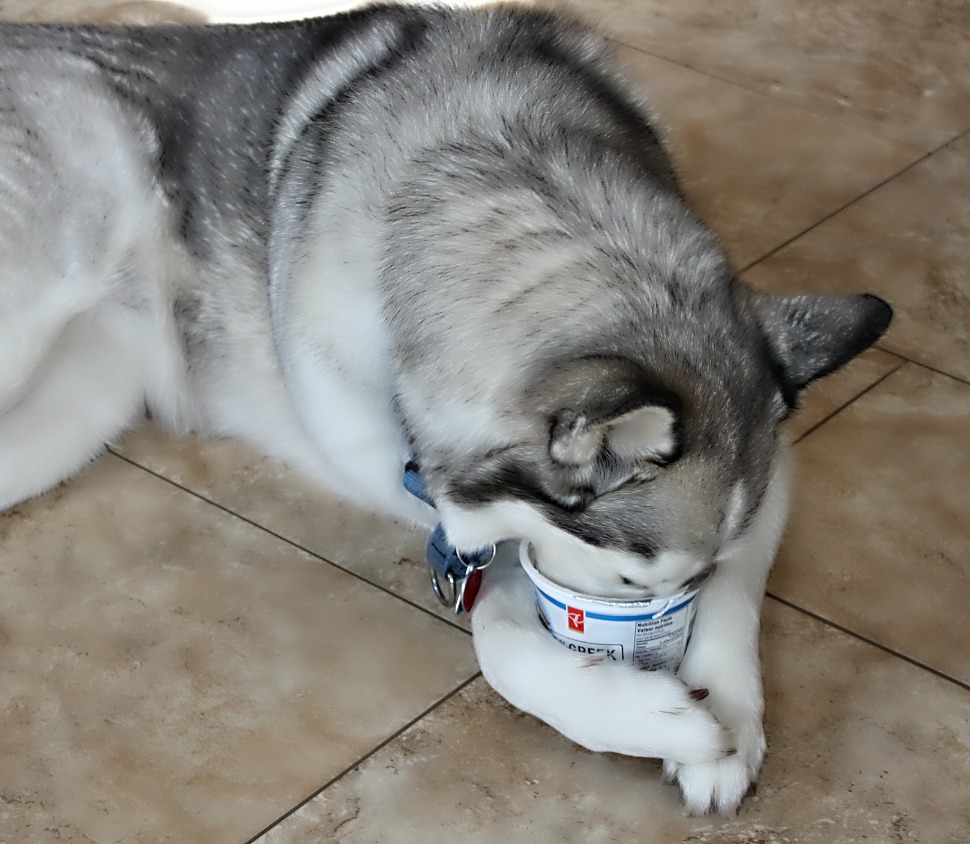 Name:  Yogurt.JPG
Views: 650
Size:  193.2 KB