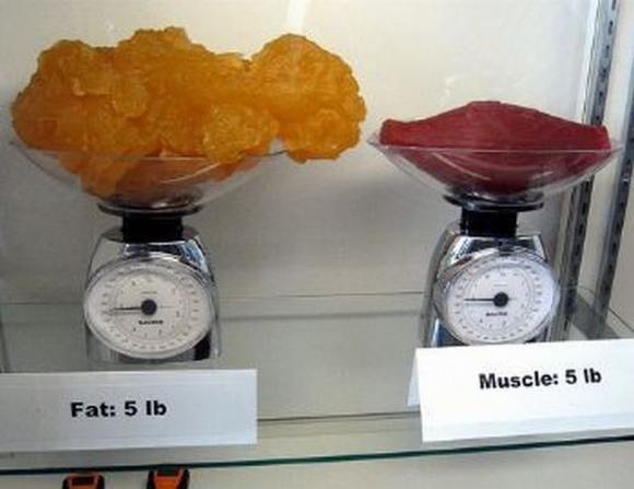 Name:  Fat and muscle..jpg
Views: 6326
Size:  27.6 KB