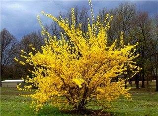 Name:  forsythia.jpg
Views: 240
Size:  23.5 KB