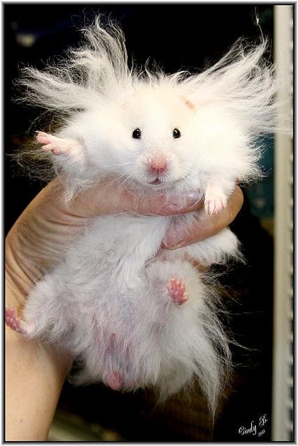 Name:  Hamster_Hair.jpg
Views: 328
Size:  51.9 KB