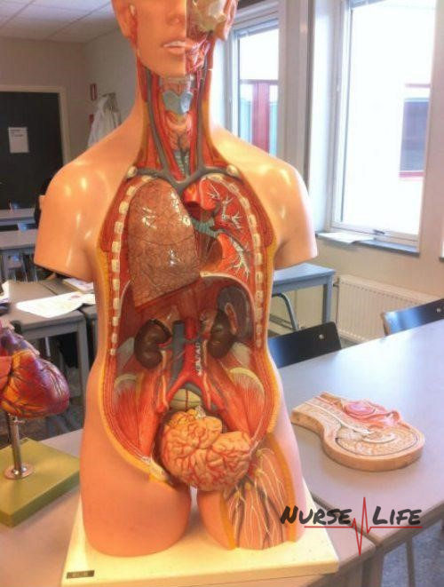 Name:  Anatomy 101..jpg
Views: 499
Size:  117.2 KB