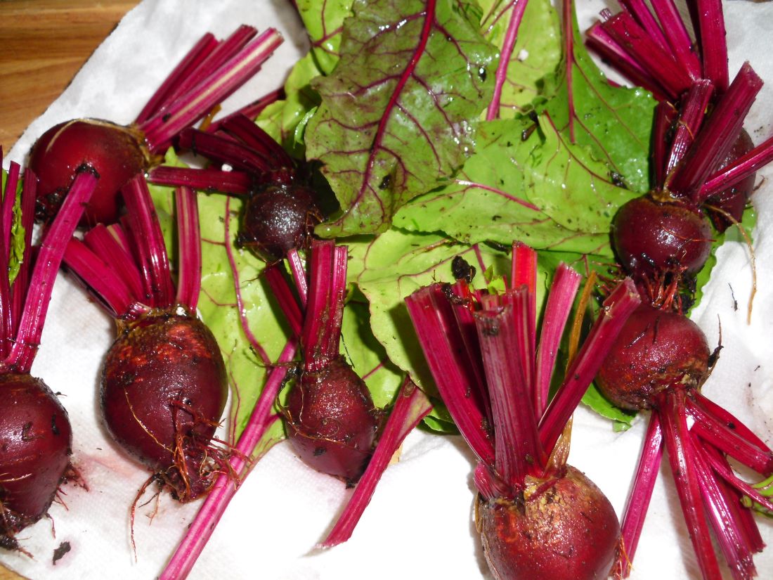 Name:  Beets..JPG
Views: 537
Size:  179.5 KB