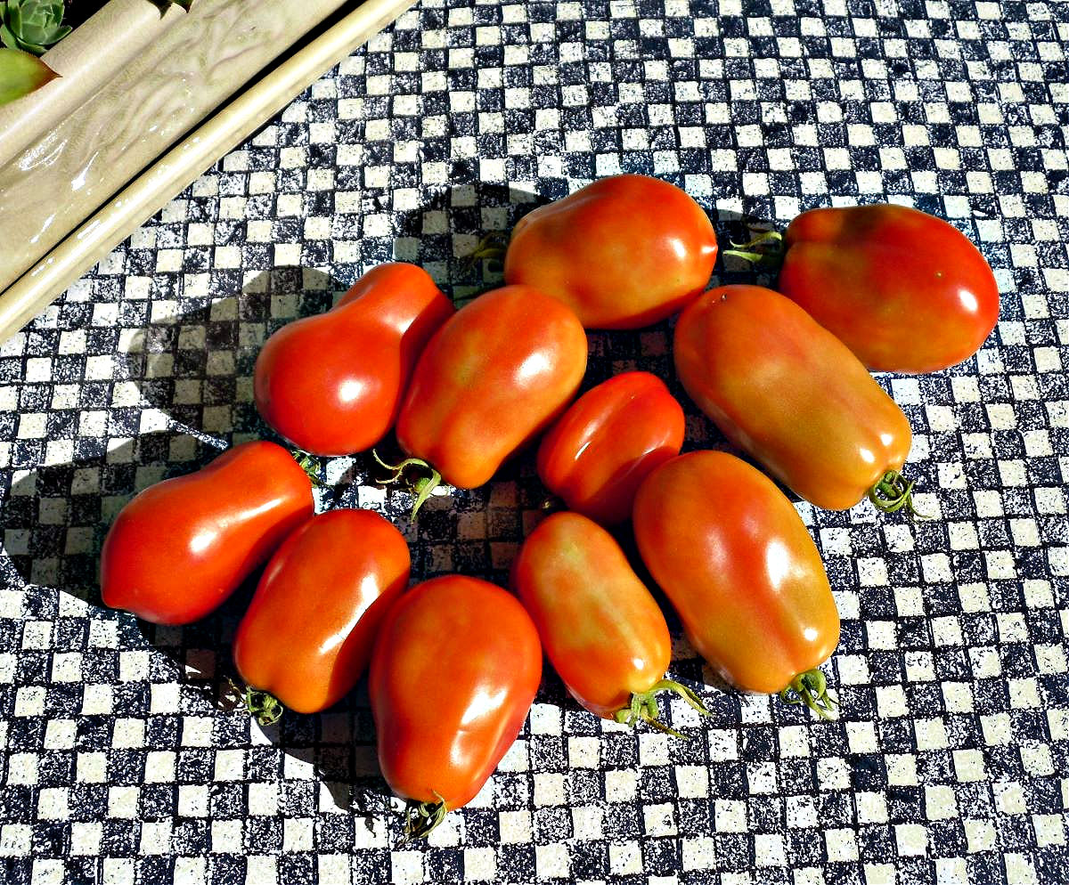 Name:  Tomatoes..jpg
Views: 114
Size:  456.6 KB