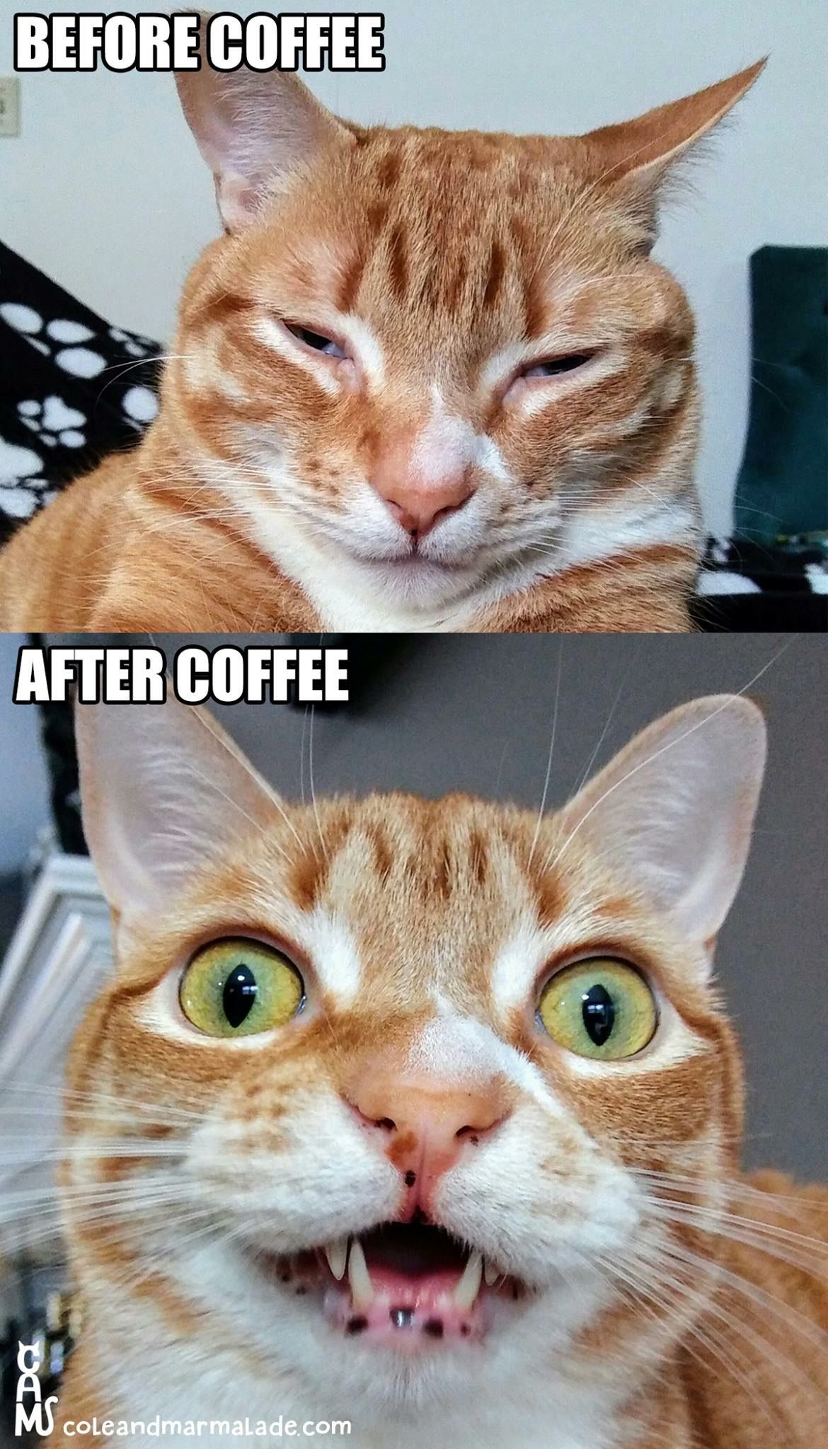 Name:  Coffee_Cat.jpg
Views: 522
Size:  339.4 KB