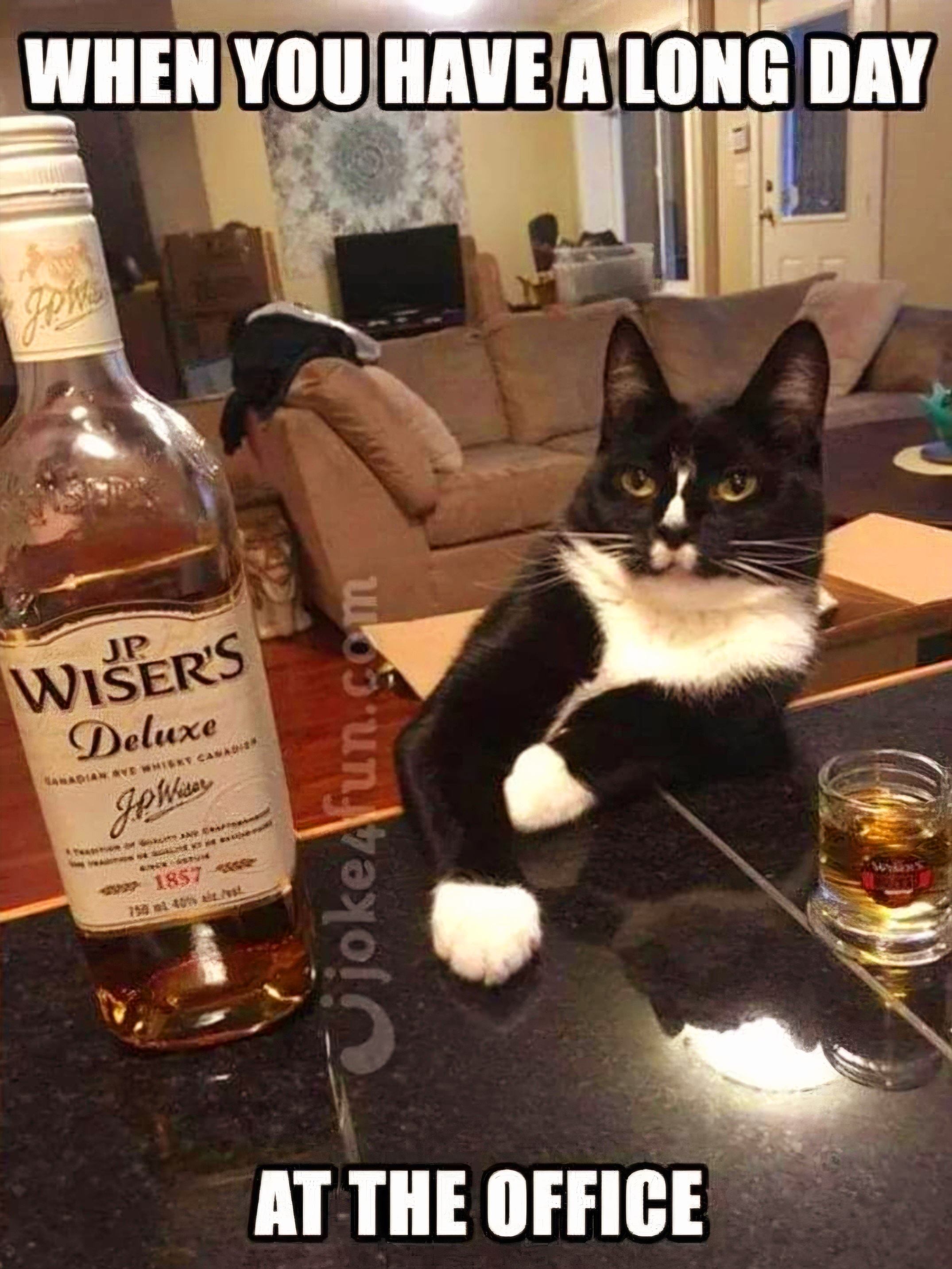 Name:  Whisky_Cat.jpg
Views: 387
Size:  1.14 MB