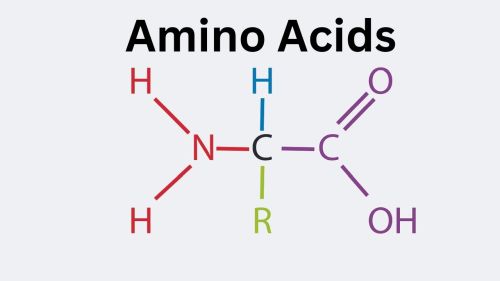 Name:  Amino_Acids.jpg
Views: 47
Size:  10.1 KB