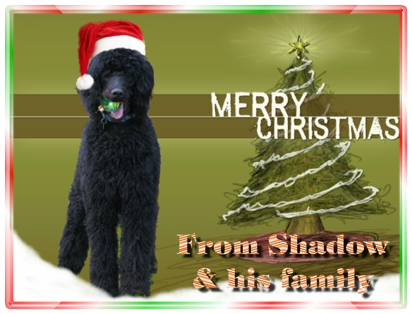 Name:  shadow-christmas-card-3.jpg
Views: 35066
Size:  291.5 KB