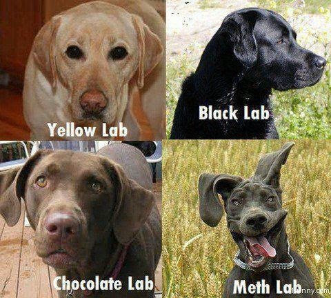 Name:  meth-lab-dog.png
Views: 738
Size:  495.1 KB