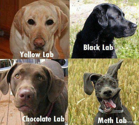 Name:  meth-lab-dog.png
Views: 735
Size:  495.1 KB