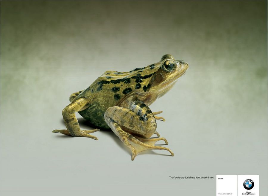 Name:  frog.jpg
Views: 4137
Size:  45.8 KB