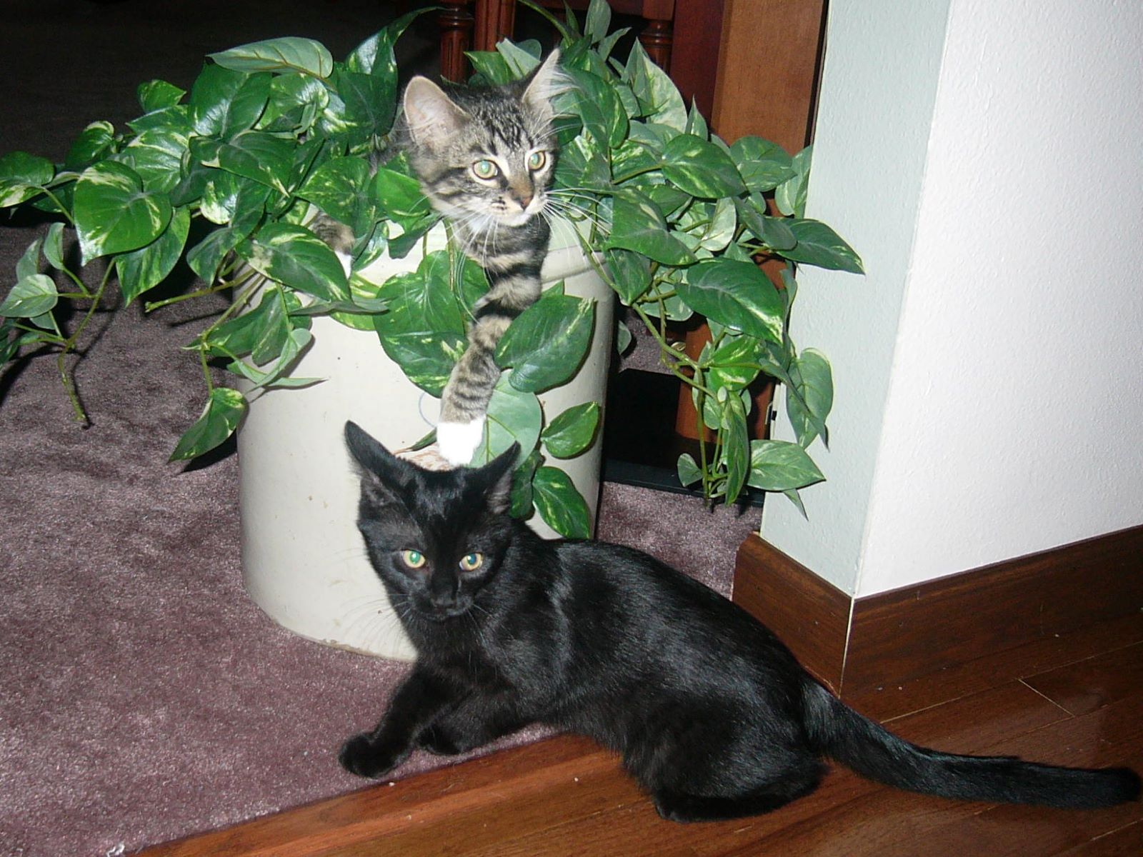 Name:  Tolouse and Allie kittens.jpg
Views: 336
Size:  311.0 KB