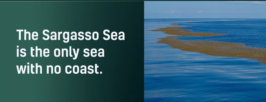 Name:  Sargasso Sea..jpg
Views: 397
Size:  38.4 KB