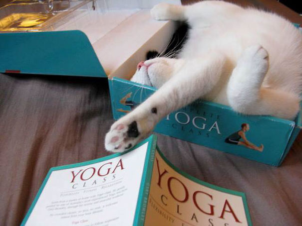 Name:  Yoga.jpg
Views: 643
Size:  46.2 KB