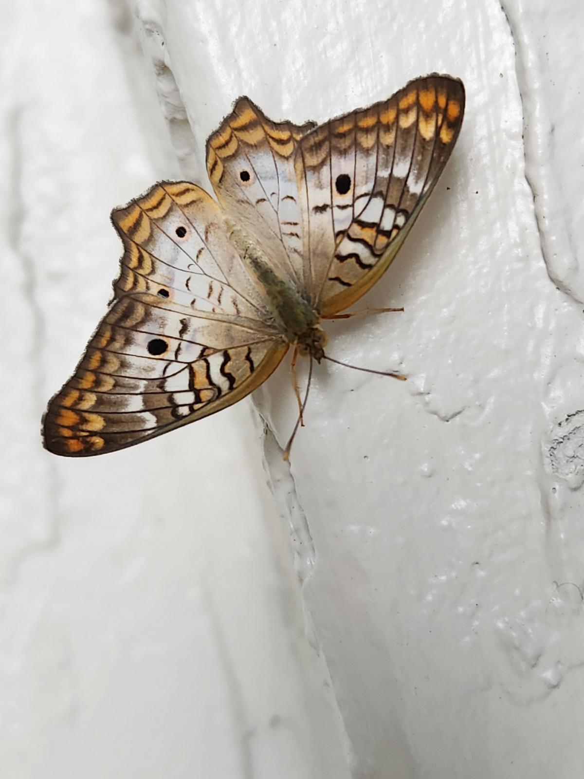 Name:  moth.jpg
Views: 871
Size:  131.9 KB