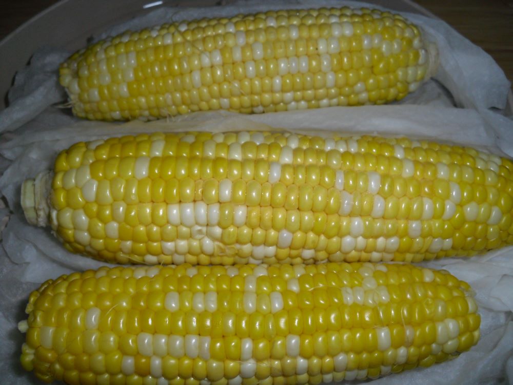 Name:  Corn 1.JPG
Views: 567
Size:  94.5 KB