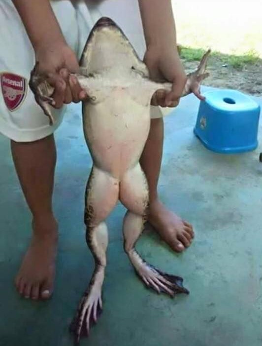 Name:  Frog..jpg
Views: 447
Size:  83.0 KB