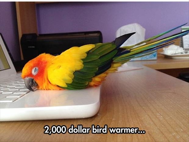 Name:  bird-warmer.jpg
Views: 616
Size:  57.9 KB