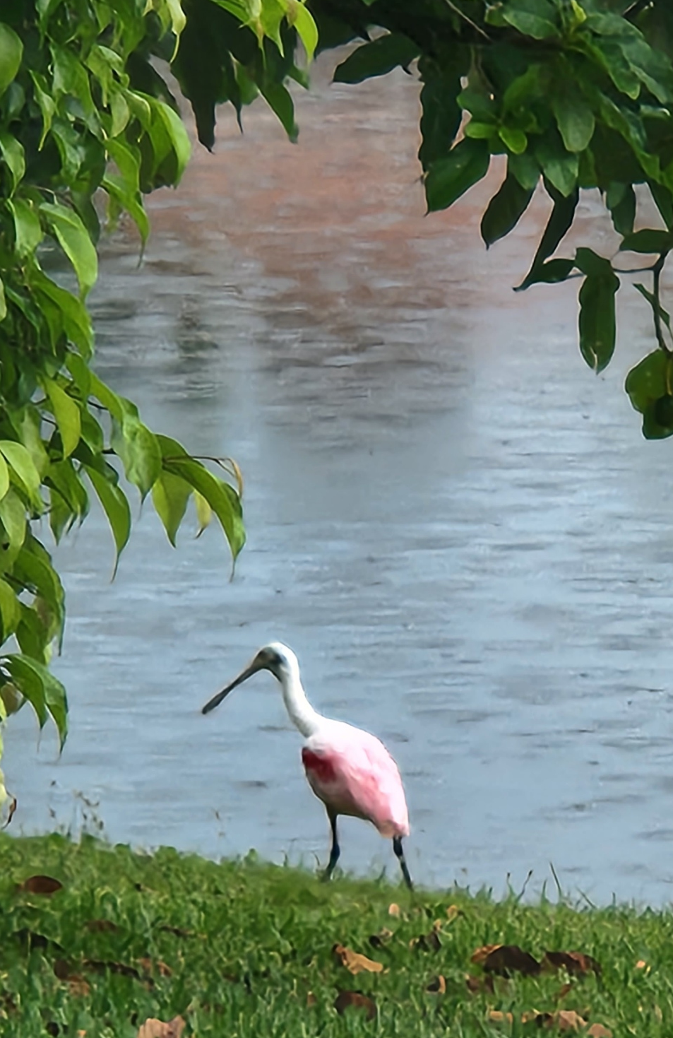 Name:  spoonbill.png
Views: 926
Size:  2.28 MB