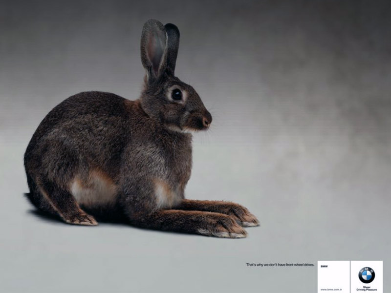 Name:  bunny.jpg
Views: 3936
Size:  55.3 KB