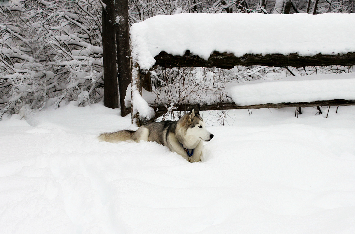 Name:  Talii in the snow..JPG
Views: 1130
Size:  614.0 KB
