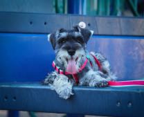 S65 SCHNAUZER's Avatar